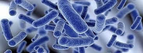 Mi az a legionella?